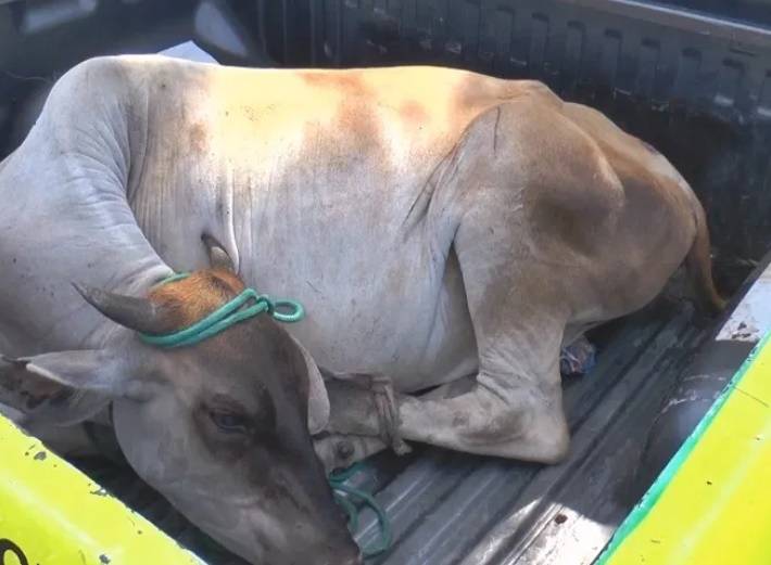 Polícia do Piauí prende homem com mimosa no banco traseiro do carro